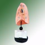 HUMAN LUNGS (RIGHT)
